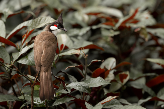 紅耳鵯，一種香港常見及廣泛分佈的留鳥，常見於林地、開闊原野及市區。
(圖片提供：香港觀鳥會)